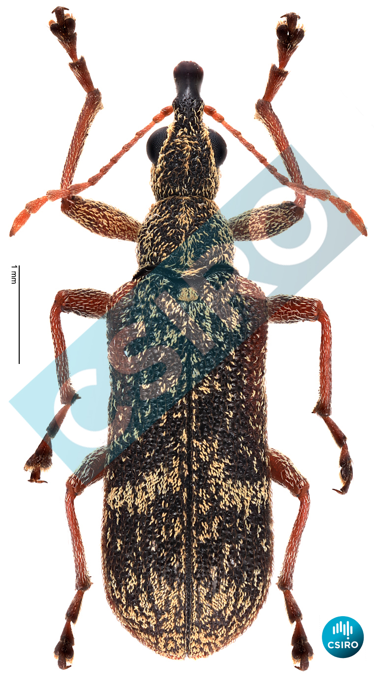 Sphinctobelus cinereus (Blanchard,  1853)