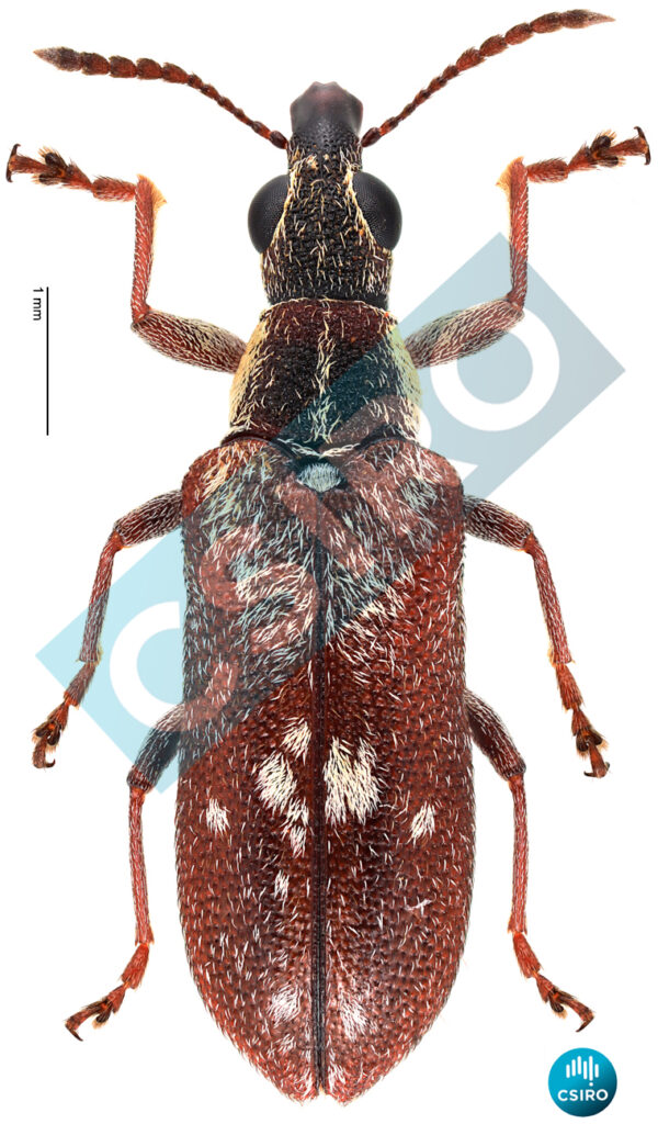 Sphinctobelus quadrimaculatus