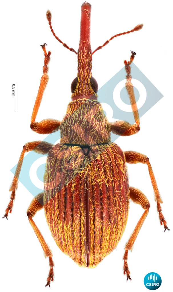 Sterculapion commersoniae