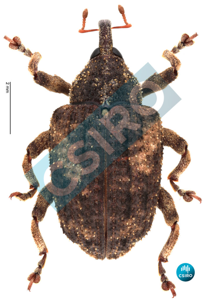 Sternochetus mangiferae