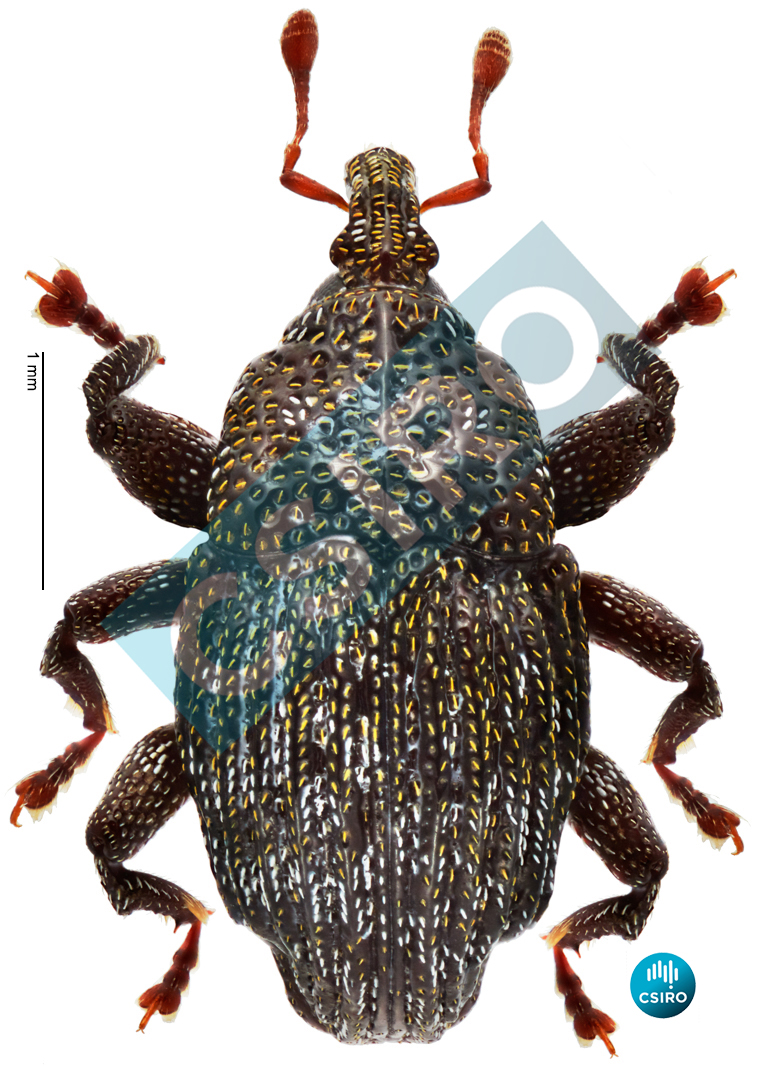 Trigonopterus lewisensis Riedel,  2016