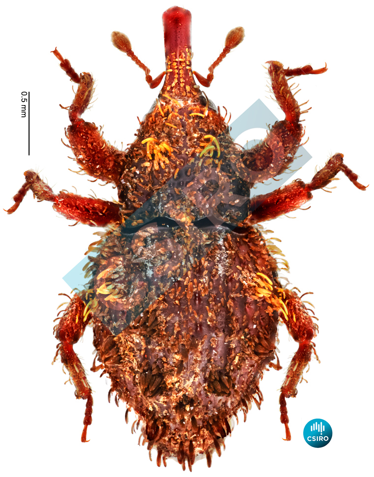 Zenoporopterus mirus